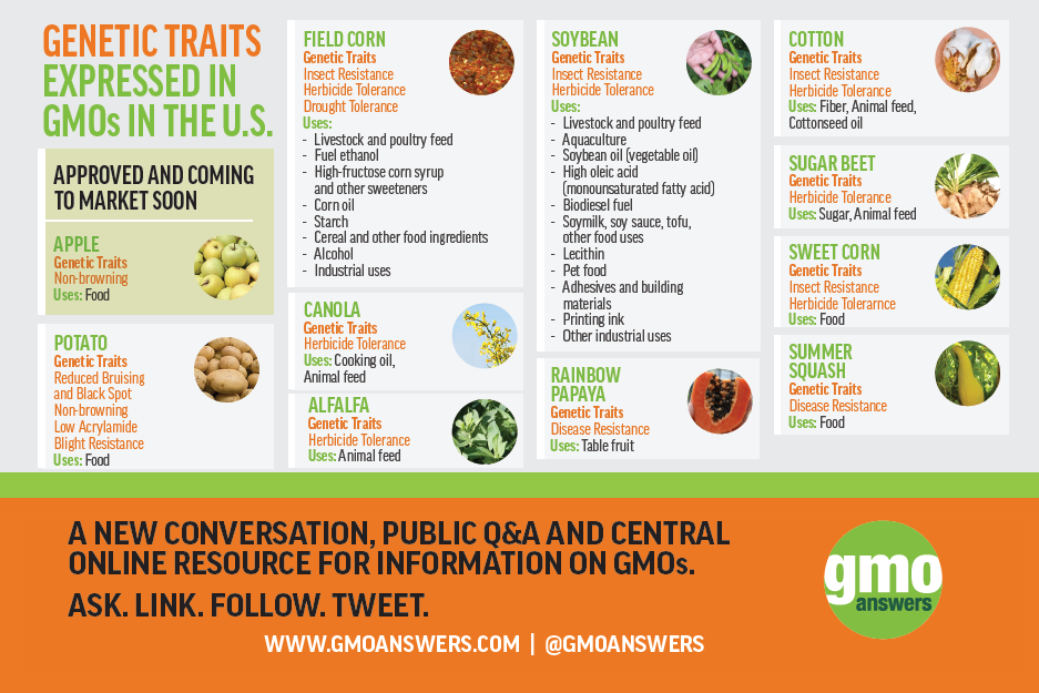 When were GMOs first introduced to the food supply? GMO Answers